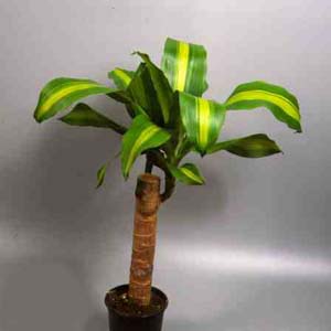 Cornstalk Dracaena
